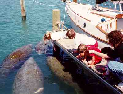 Manatee