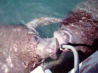 Manatee kisses